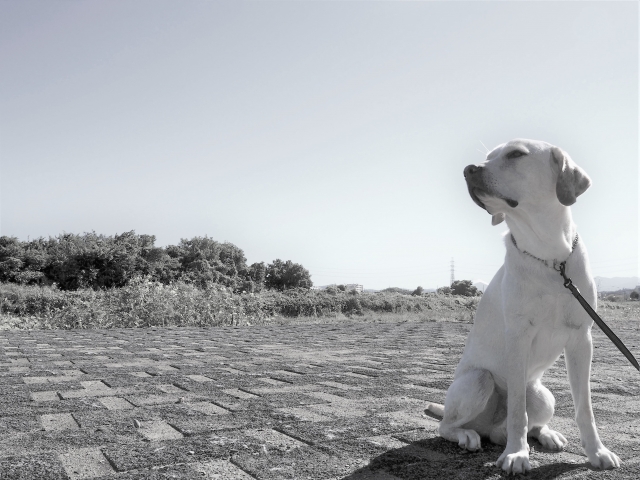 自由に動けない飼い犬の首輪と同じ。